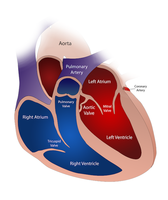 Ilustración colorida de cuatro cámaras cardíacas y cuatro válvulas cardíacas